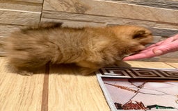 Pomeranian dogs for sale: Gorgeous Female Poms ☺️ - Advert 7