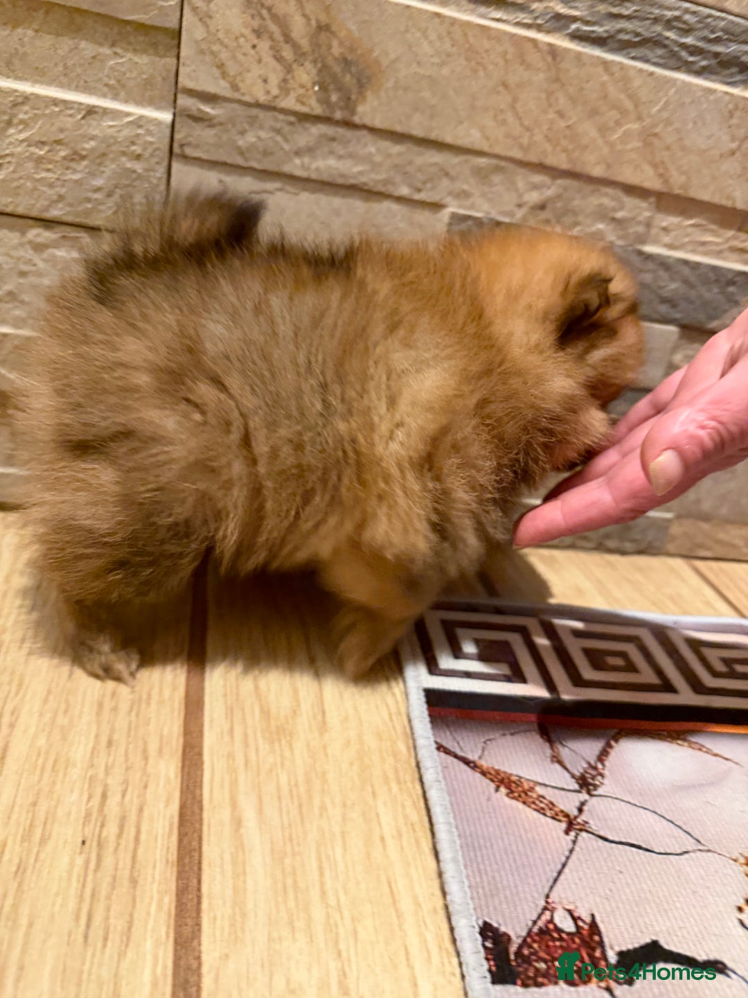 Pomeranian dogs for sale: Gorgeous Female Poms ☺️ - Advert 7