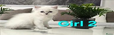 Ragdoll Kitten Girl 2