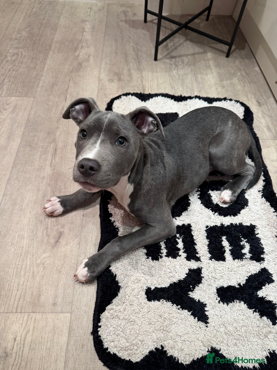 Mixed Breed dogs for sale: 24 week old staff x corso  - Advert 5