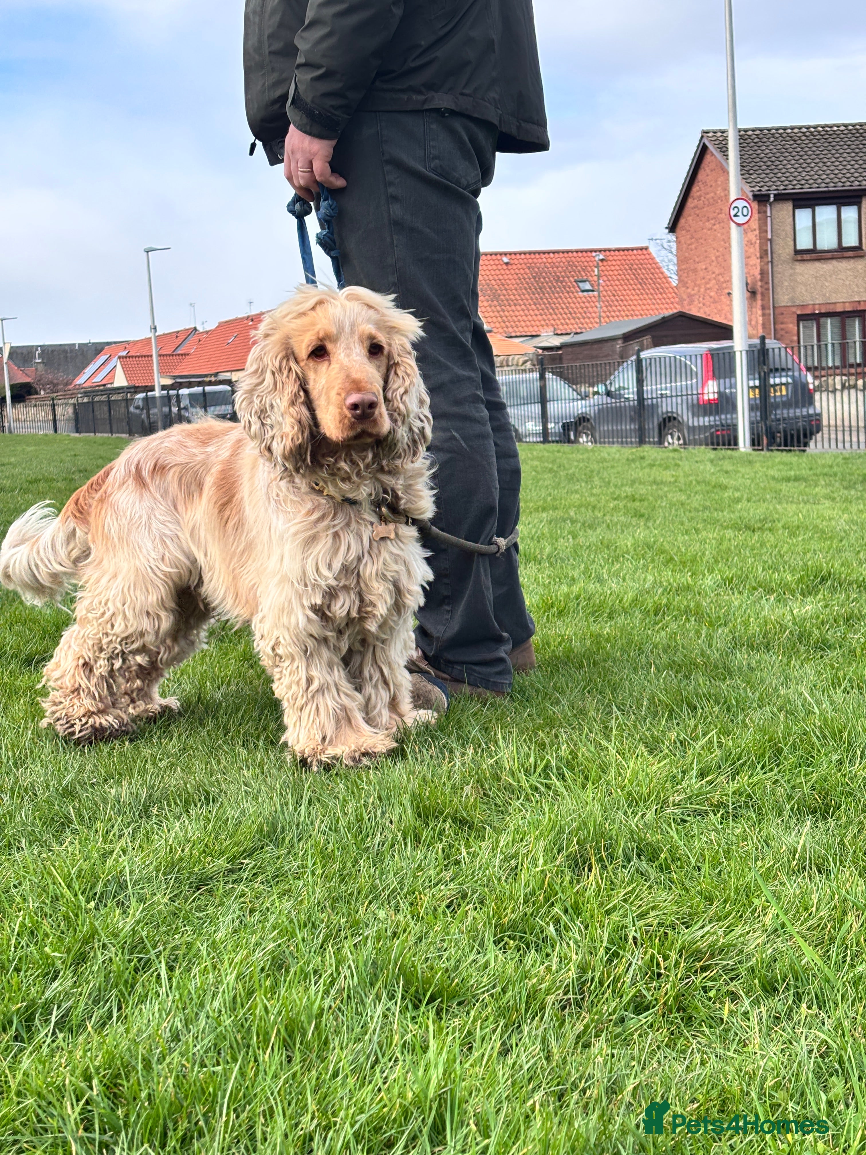 Cocker Spaniel dogs Lemon Roan Cocker Spaniel Stud – Edinburgh - Advert 16