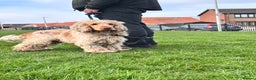 Cocker Spaniel dogs for stud: Lemon Roan Cocker Spaniel Stud – Edinburgh - Advert 1