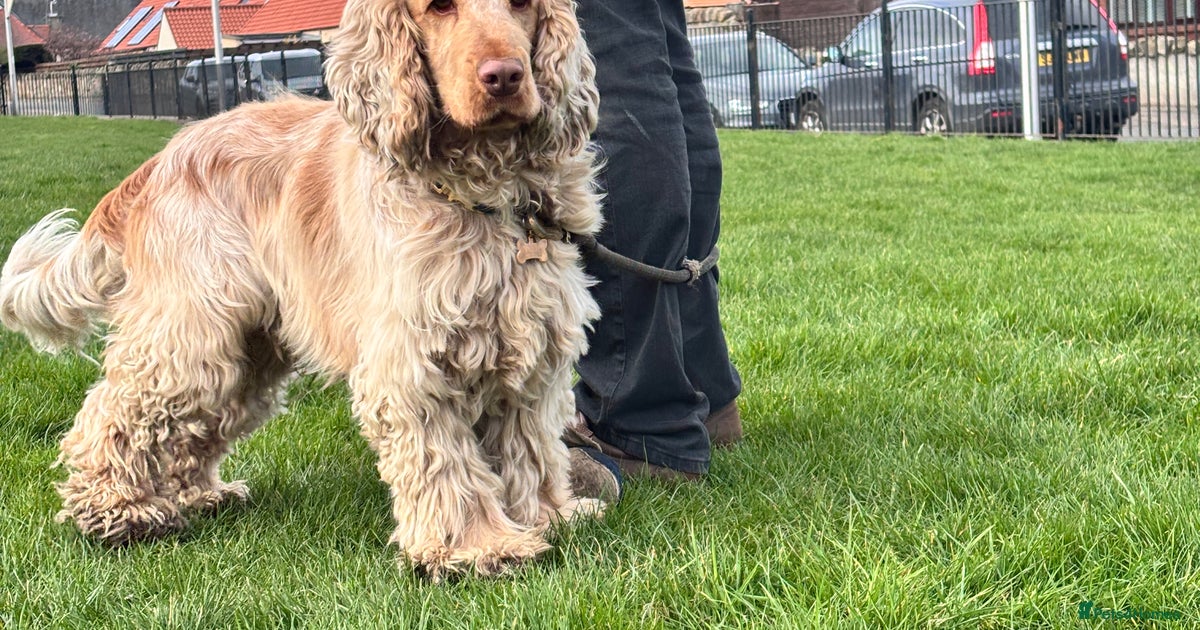 Lemon Cocker Lemon Roan Cocker Spaniel Stud – Edinburgh for stud in Edinburgh ...
