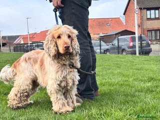 Cocker Spaniel dogs - Advert 2