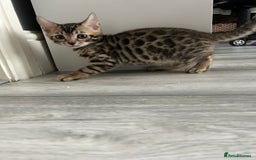 Bengal cats for sale: 🐾 Kittens Looking for a Loving Home! 🐾 - Image 19