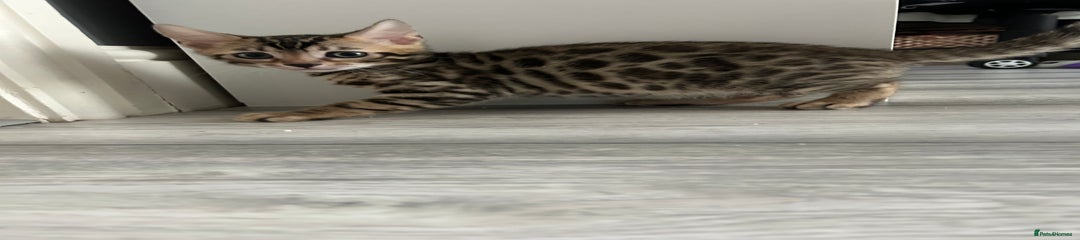 Bengal Kitten 1