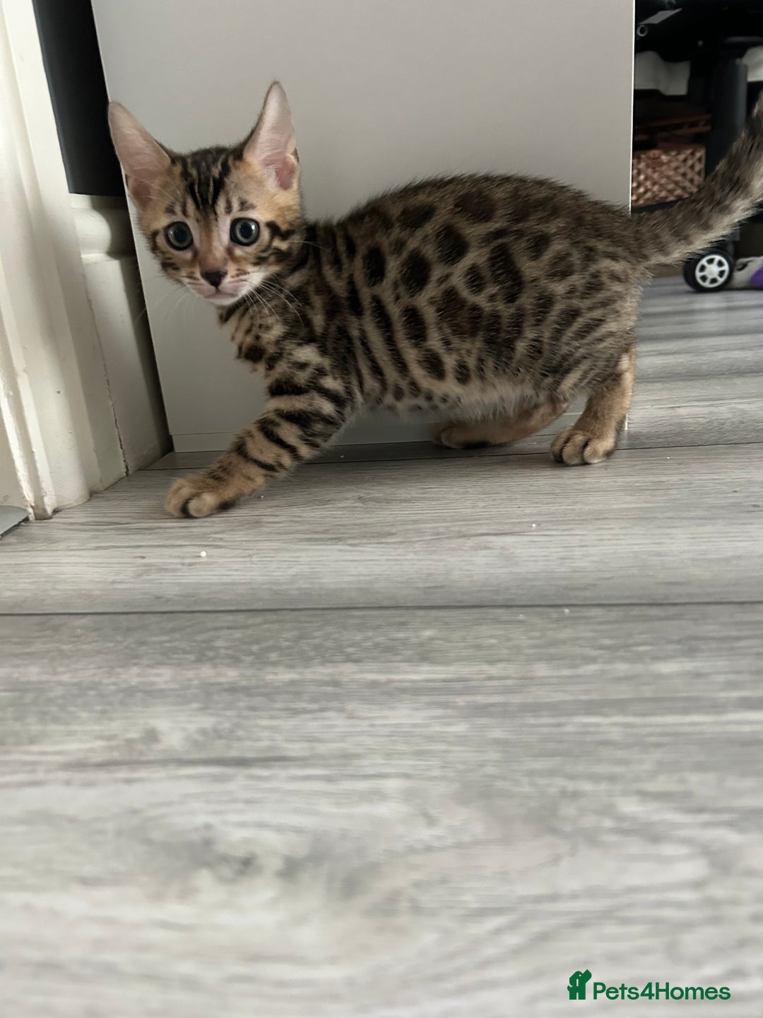 Bengal cats for sale: 🐾 Kittens Looking for a Loving Home! 🐾 - Image 19