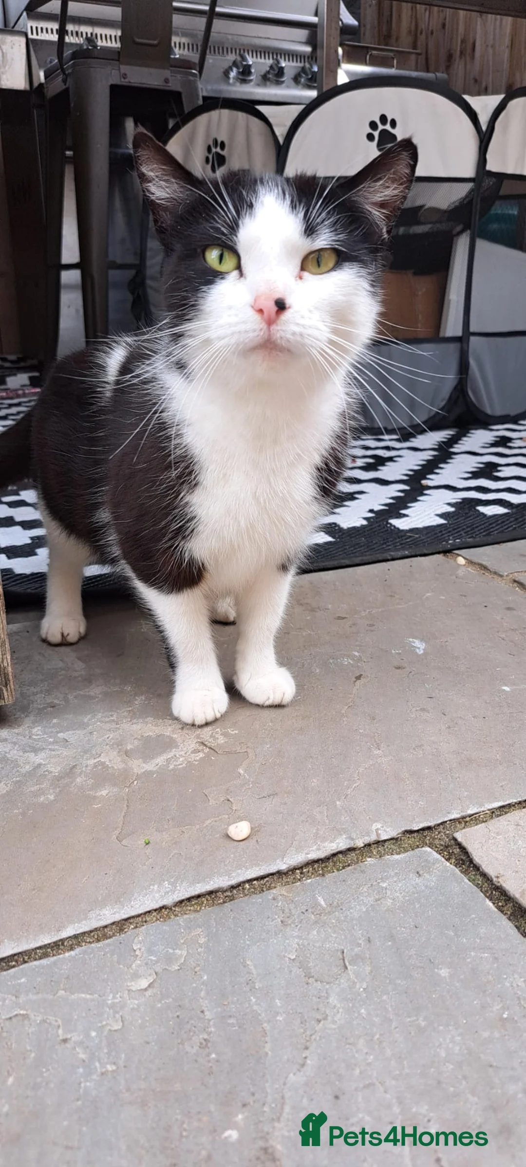 Mixed Breed cats for sale: 3 year old female tuxedo cat, lovely calm nature - Advert 4
