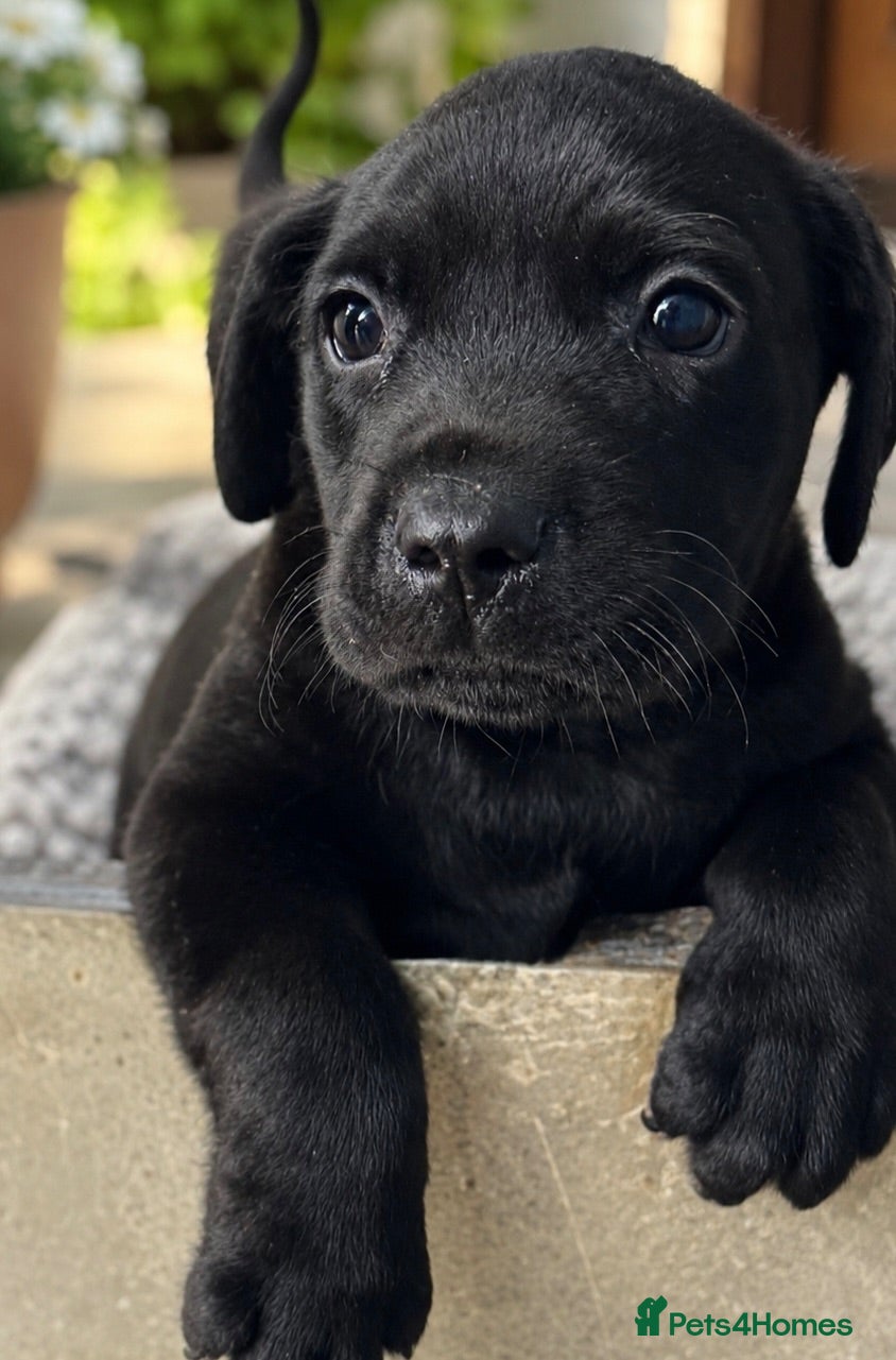 Labrador Retriever dogs Fully Health tested parents, KC, Black & Fox Red  - Advert 2