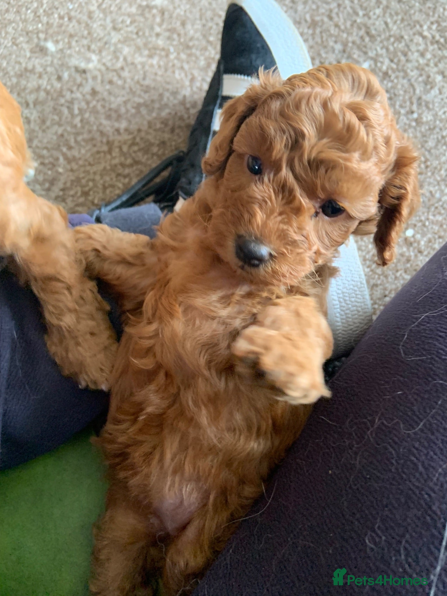 Toy Poodle dogs Beautiful toy poodles  - Advert 13