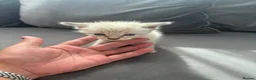 Mixed Breed cats for sale: Colour point tabby cats  - Advert 10