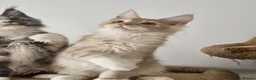Maine Coon cats for sale: Maine coon kittens from heath tested parents - Advert 6