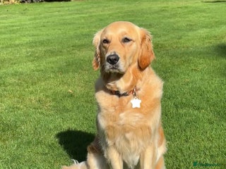 Golden Retriever dogs Working golden retriever - Advert 2