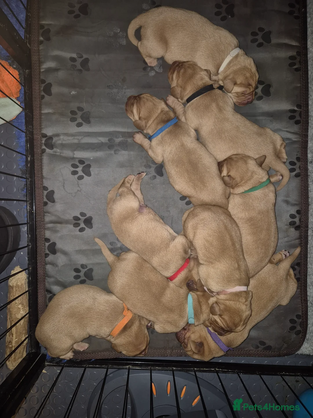 Labrador Retriever dogs for sale: KC Red fox labradores - Advert 2