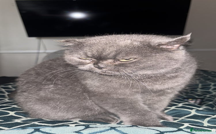Scottish Fold cats - Advert 1
