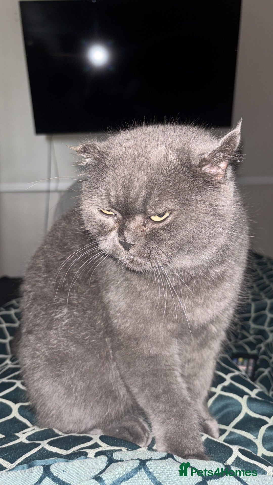Scottish Fold cats for sale: Beautiful female Scottish straight 4 years old  - Image 1