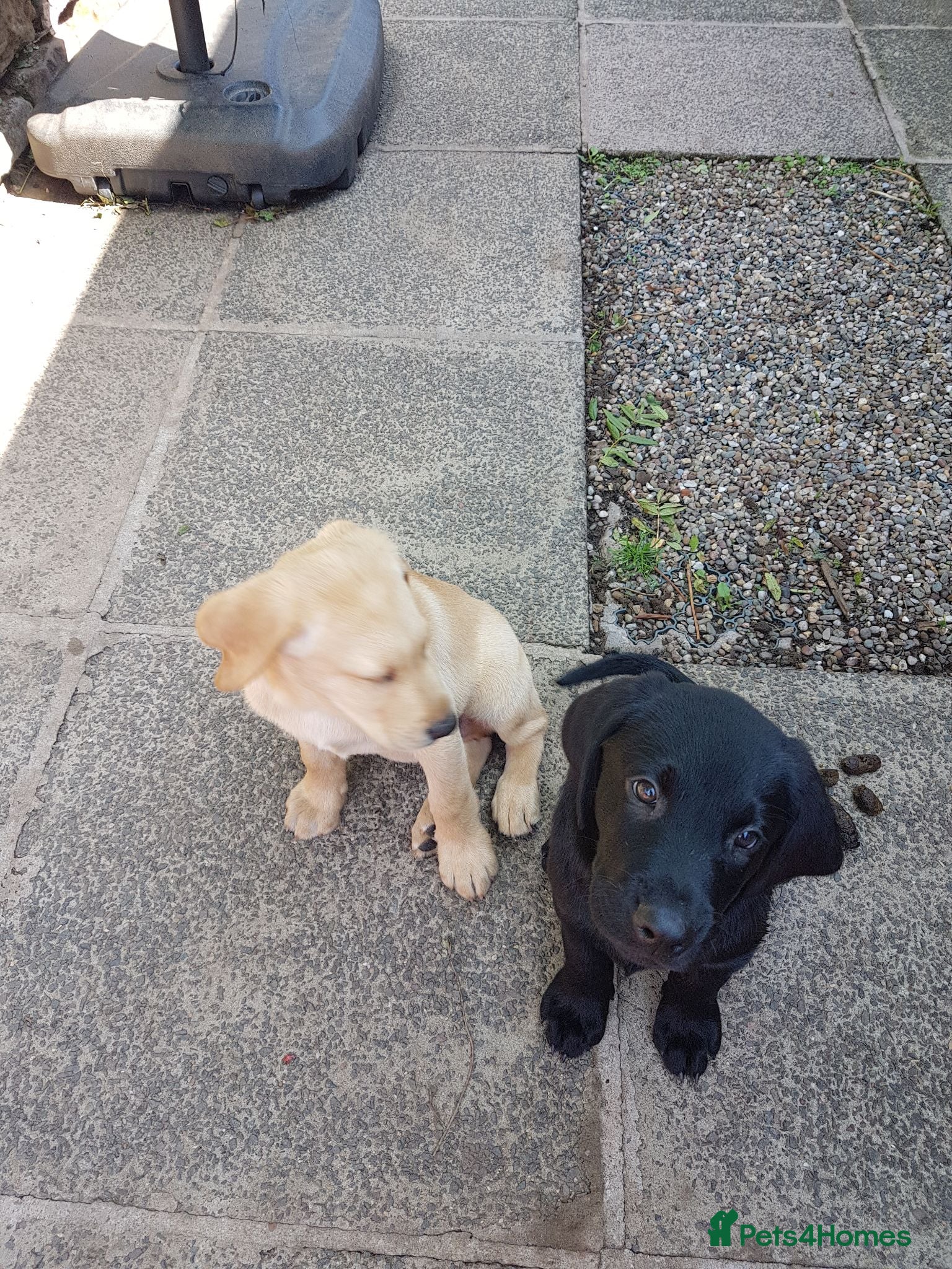 Labrador Retriever dogs Excellent KC Registered Labrador puppies  - Advert 2