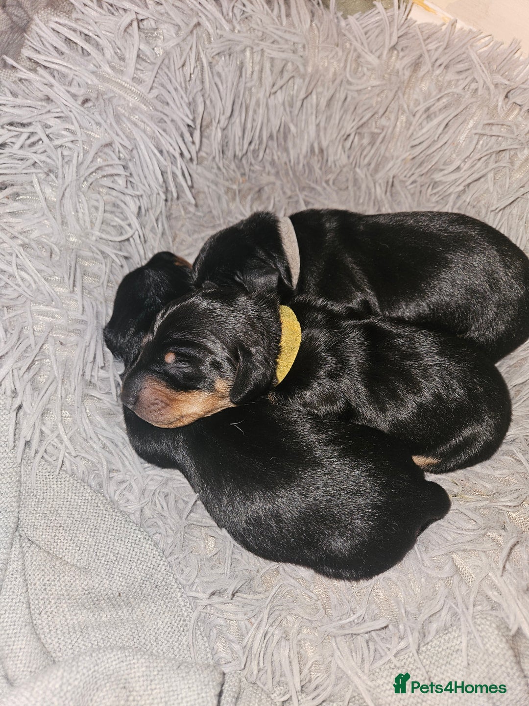 Miniature Dachshund dogs for sale: Miniature dachshund male puppies - Advert 27
