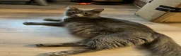 Mixed Breed cats for sale: Ragamuffin x Maine Coon Kittens For Sale  - Advert 6