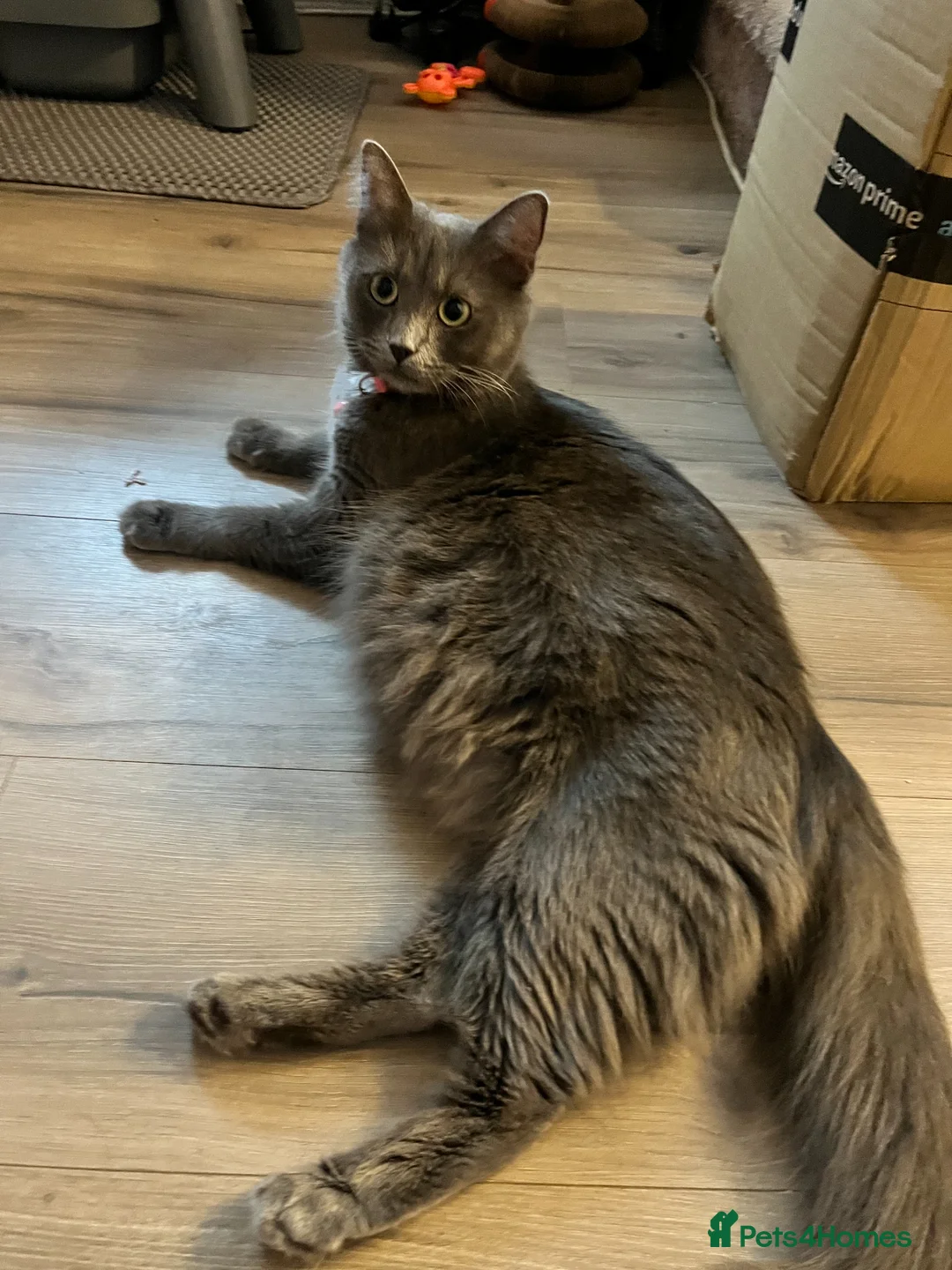 Mixed Breed cats for sale: Ragamuffin x Maine Coon Kittens For Sale  - Advert 6