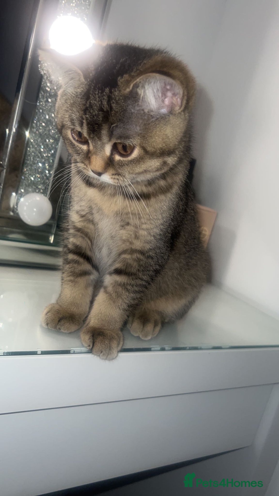 Scottish Fold cats Scottish fold kittens - Advert 6