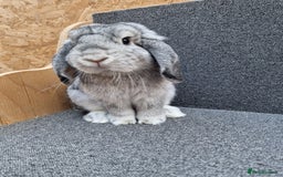 Mixed Breed rabbits for sale: Sweet Little Chin Lop Buck - Image 4