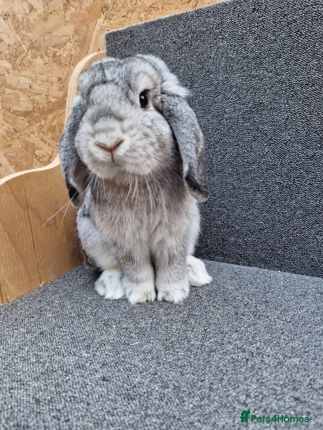 Mixed Breed rabbits for sale: Sweet Little Chin Lop Buck - Image 4
