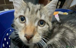 Mixed Breed cats for sale: 6 friendly tabby kittens - Image 18