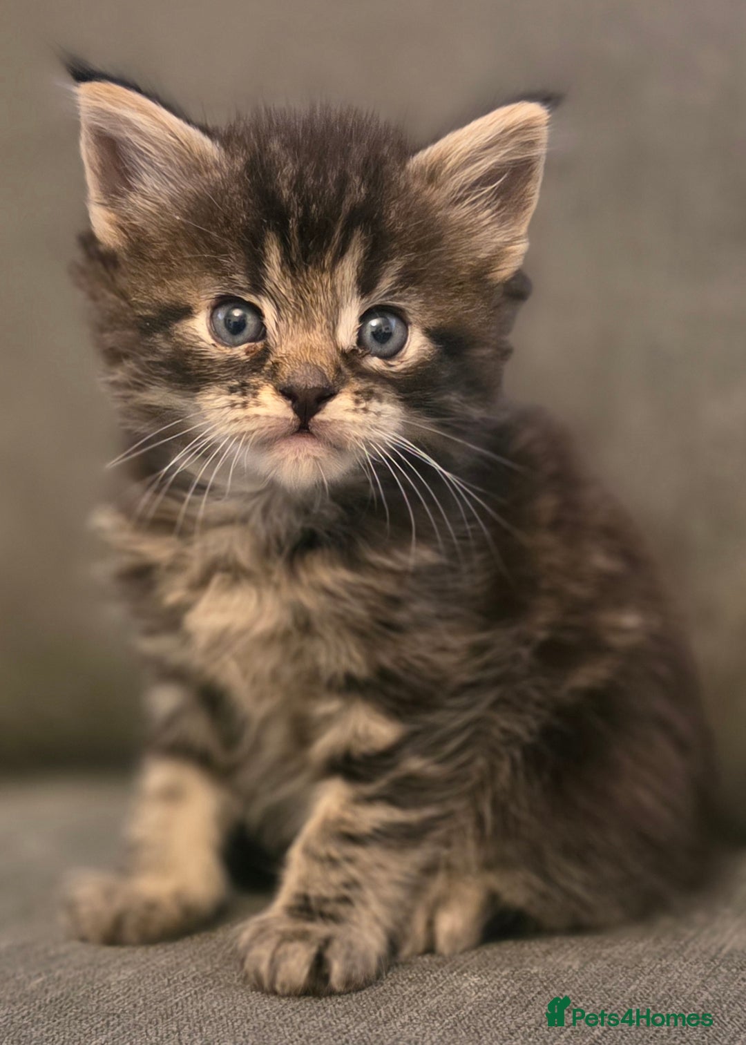 Maine Coon cats for sale: Five stunning maine coon kittens - Advert 5