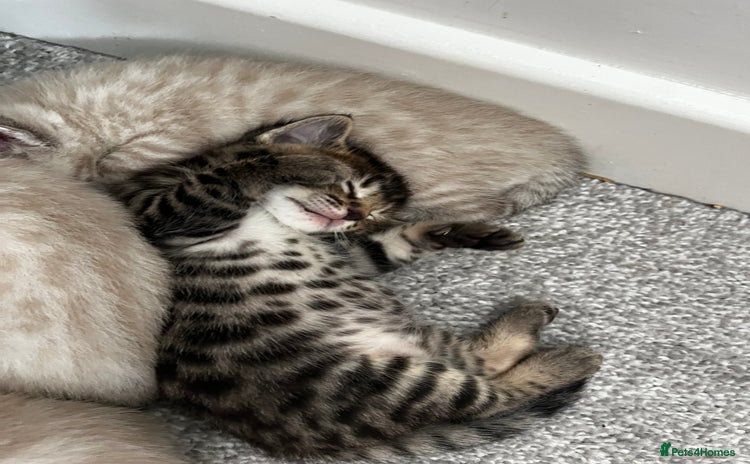 Bengal cats - Advert 11
