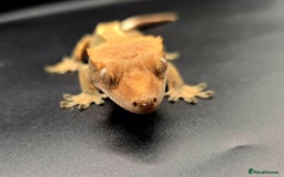 Gecko reptiles for sale: Female Crested Gecko - Image 6