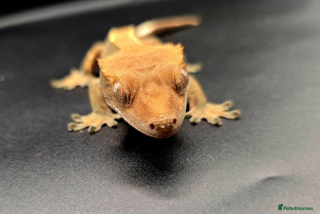 Gecko reptiles for sale: Female Crested Gecko - Image 6