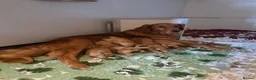 Golden Retriever dogs for sale: Healthy, happy KC reg, Golden Retriever puppies.  - Advert 3