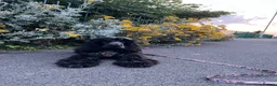 Cocker Spaniel dogs for sale: English Cocker Spaniel in Weston-super-Mare - Advert 3