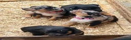 Mixed Breed dogs for sale: 4 x female kelpie/australian cattle dog cross  - Advert 7