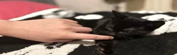 Mixed Breed cats for sale: 4 kittens  - Advert 7