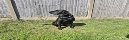 Labrador Retriever dogs for stud: Stud black lab  in Ilkeston - Advert 4