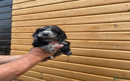 Cocker Spaniel dogs for sale: Cocker spaniel puppies  - Image 4