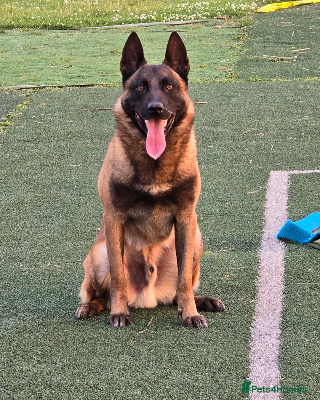 Belgian Shepherd Dog dogs for stud: CHANCE MR3 Vice Champion PSA2 at STUD - Advert 17