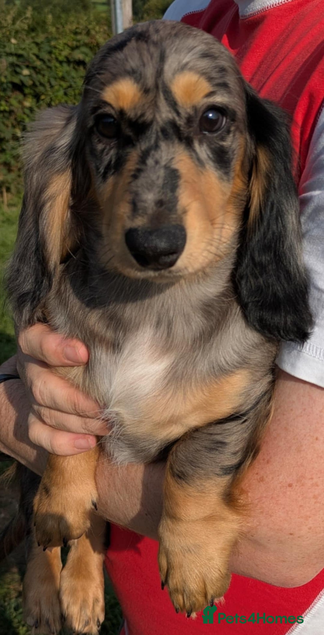 Dachshund dogs for sale: Standard Long Haired Dachshund - Image 7