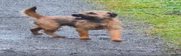 Border Terrier dogs for sale: Beautiful border terrier puppies  in Trimdon Station - Advert 6
