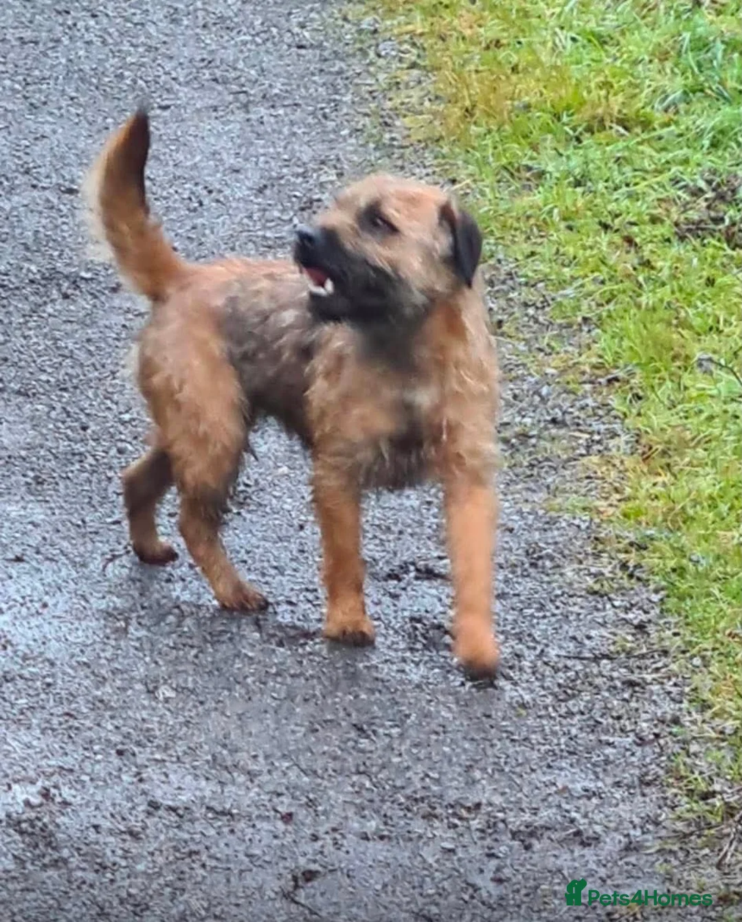 Border Terrier dogs for sale: Beautiful border terrier puppies  in Trimdon Station - Advert 6