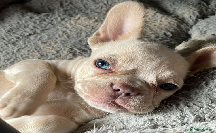 French Bulldog dogs - Advert 11
