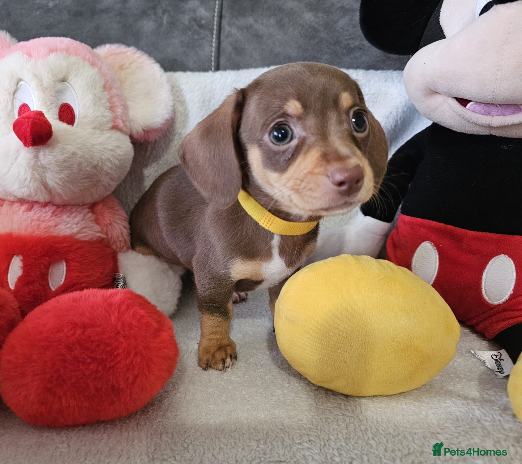 Dachshund dogs Ready to leave fantastic mini Dachshund Puppies - Advert 16