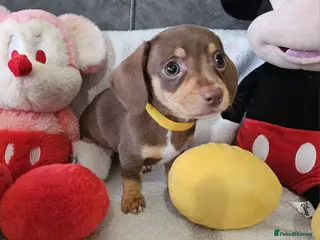 Dachshund dogs Ready to leave fantastic mini Dachshund Puppies - Advert 15