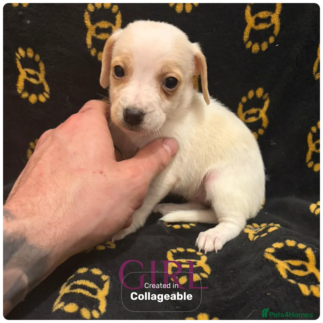 Mixed Breed dogs for sale: Cocker spaniel/ jack russels - Advert 7