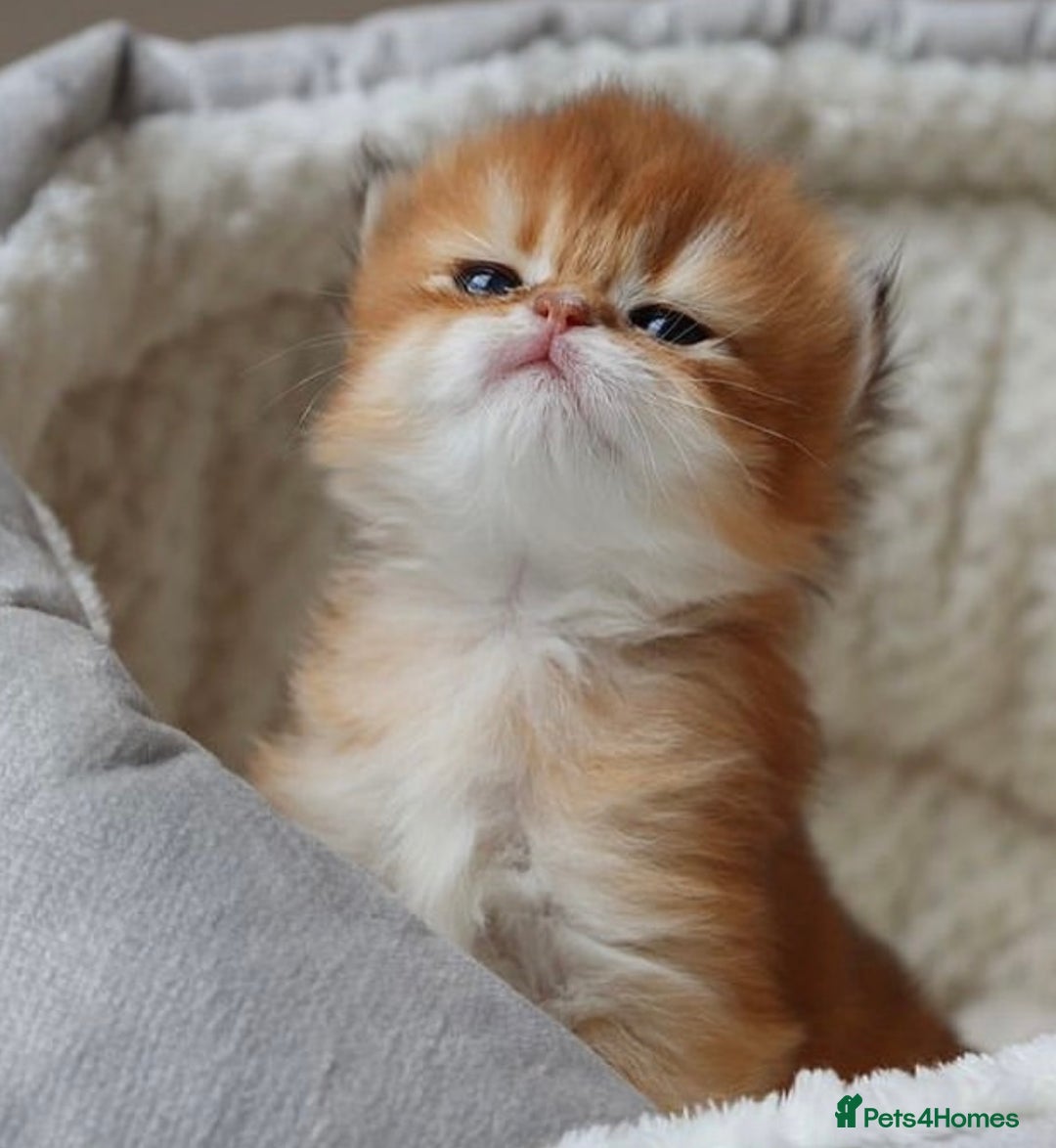 British Longhair cats for sale: 🦁EXCLUSIVE GOLDEN BRITISH LONGHAIR 🧸BABIES ✨ - Image 7
