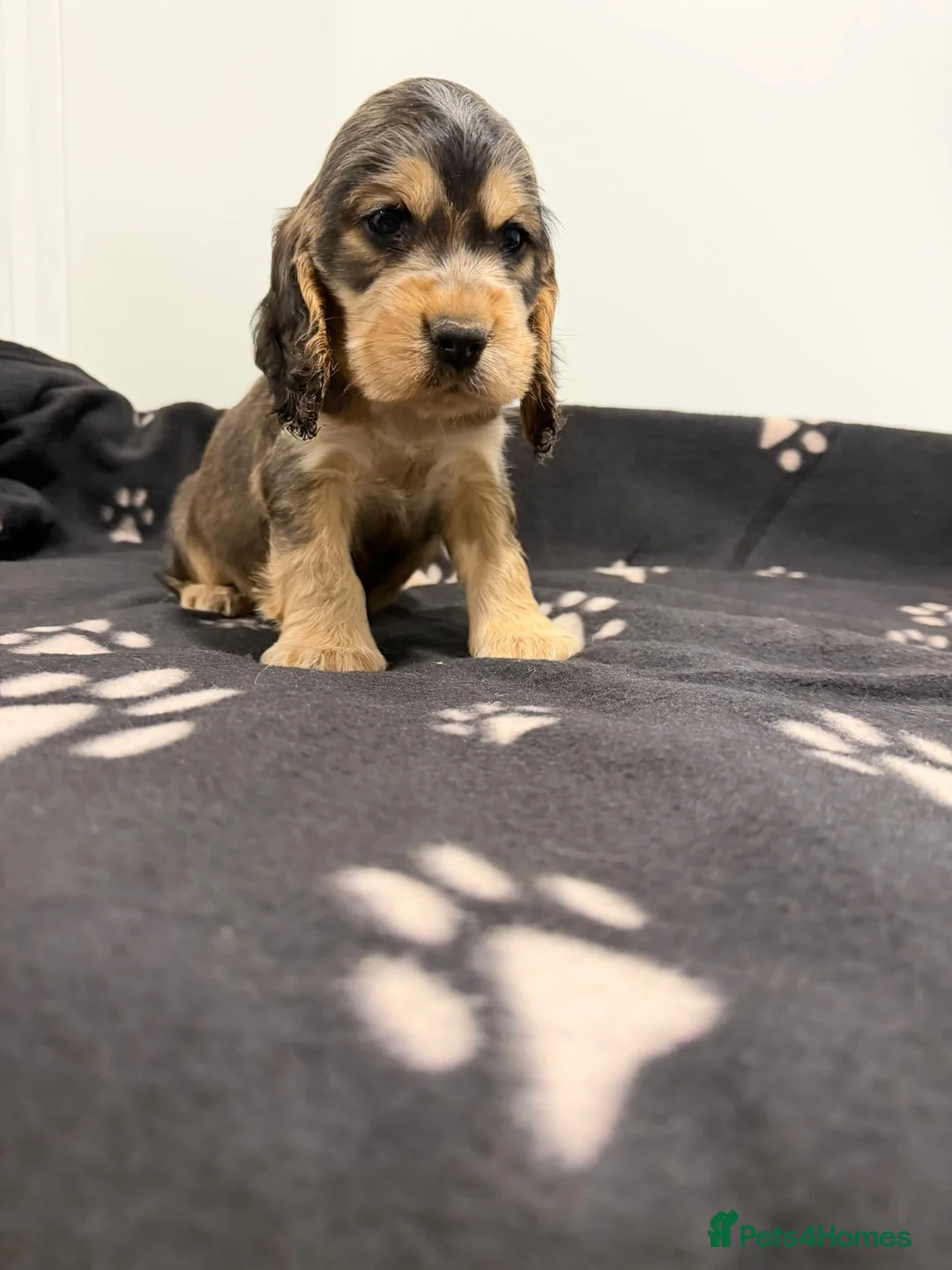 Cocker Spaniel dogs for sale: Show Type Cocker Spaniel Puppies 🐶 - Advert 3