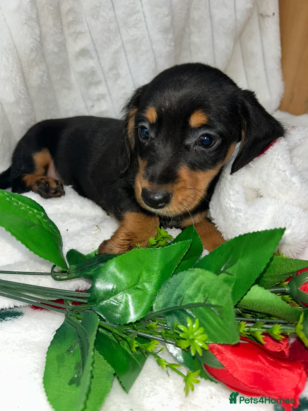 Miniature Dachshund dogs for sale: Miniature dachshund  - Advert 10