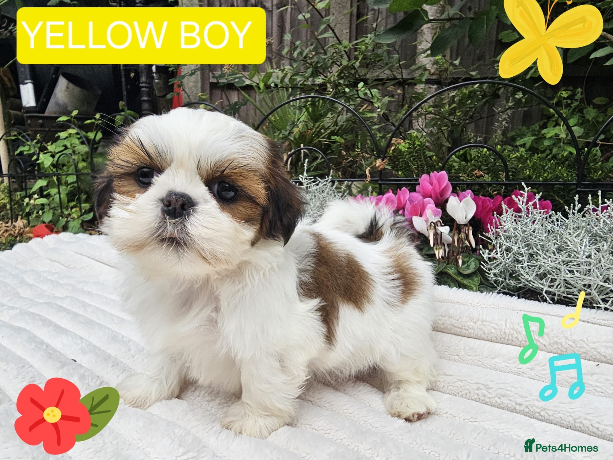 Shih Tzu dogs 🐶🐾EXCEPTIONAL PURE STANDARD SHIH TZU PUPPIES🐾🐶 - Advert 7